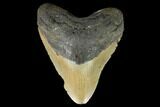 Fossil Megalodon Tooth - North Carolina #124339-1